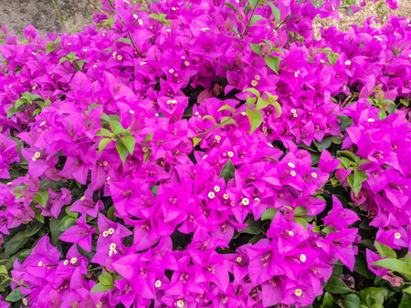 Close up of pink petal Bougainvillea flowers with white/yellow pollen.