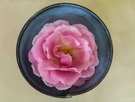 The pink rose with yellow pollen in circlar ceramic bowl on clear yellow background. Top view.の写真素材
