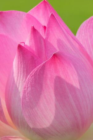 Blooming pink lotus, Nelumbo, flower blossom under soft sunlight on green background.の写真素材