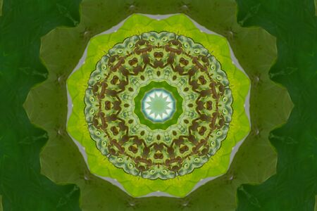 Kaleidoscope of blooming pink lotus, Nelumbo, flower blossom under soft sunlight on green background.の写真素材