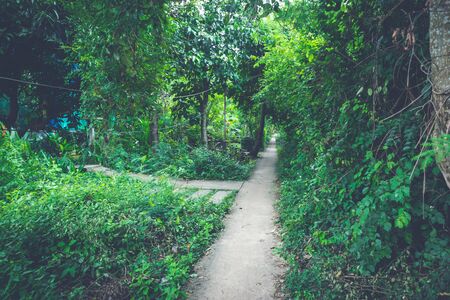Small cement path ways surrounded with trees. Blue toned.の写真素材