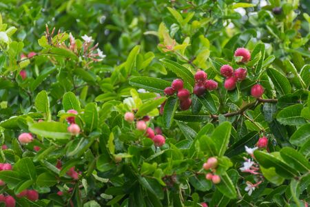 Karanda or Carunda or Christ's thorn or Carissa carandas L. fruits on the tree.の写真素材