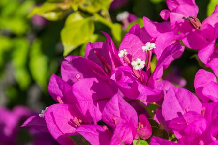 Close up of pink petal Bougainvillea flowers with white/yellow pollen.の写真素材