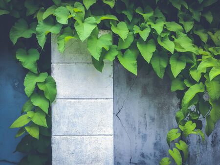 Mexican creeper, coral vine, bee bush or San Miguelito vine creeping on the white cement wall. Buckwheat family. Polygonaceae. Soft, low contrast and blue toned.の写真素材