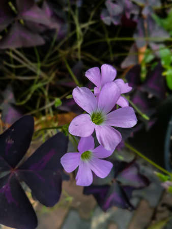 Shamrock, Sorrel, Oxalis triangularis, a bouquet of flowers with 5 pink petals.
(Purple shamrock) Oxalis spp.& hybrid, OXALIDACEAEの写真素材