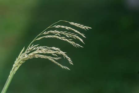 Green grass on dark green background on a sunny day.の写真素材