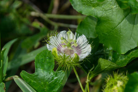 Flower of Fetid passion flower, Scarlet fruit passion flower, Stinking passionflower (Passiflora foetida) vine on the ground.の写真素材