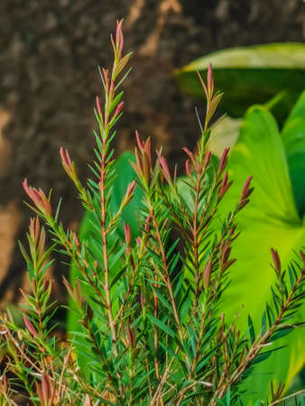 Snow-in-summer or Melaleuca linariifolia 'Claret Tops' leaves in sunlight in the morning with dark background. CUPRESSACEAE, Juniperus sp.の写真素材
