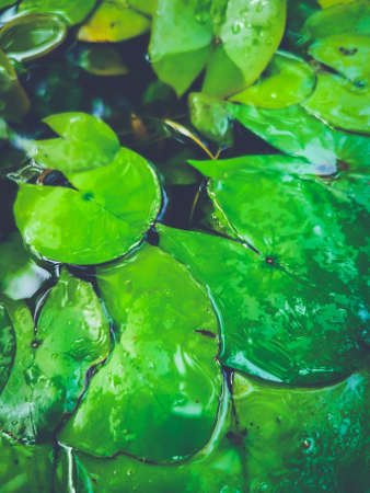 Close up of the green lotus leaves in the pond during the sunny day.の写真素材