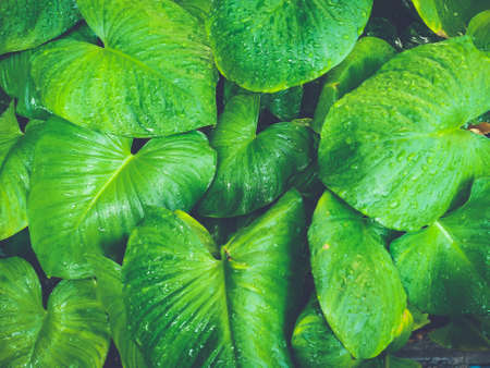 Closeup pattern of big green leaves with drops of water in the morning sunlight. Blue-toned.の写真素材