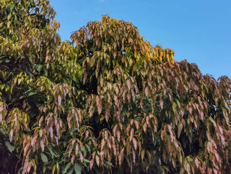 Mango plant with young leaves on clear blue sky background in a sunny day morning.
summer,clear,clean, fruit, foodの写真素材