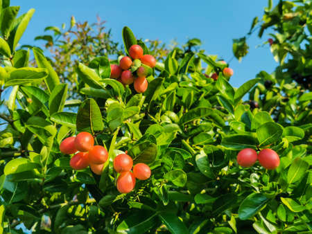 Karanda or Carunda or Christ's thorn or Carissa carandas L. fruits on the tree with clear blue sky 

on a sunny day.の写真素材
