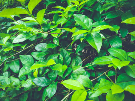 Closeup pattern of green leaves in the morning sunlight. Blue-toned.の写真素材