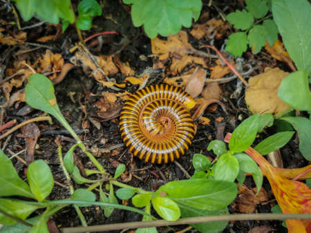 Self protection process of Brown Millipede or Diplopoda on wet soil background in the morning sunlight. Selective focus.の写真素材