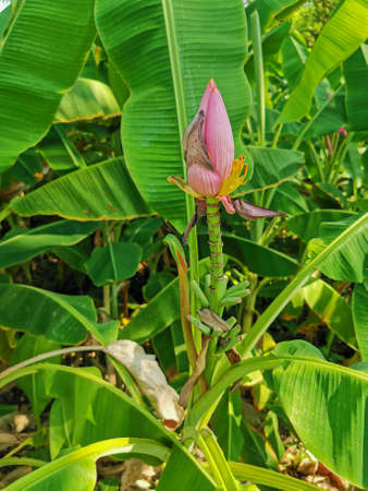 Banana tree with pink banana blossom. A low calorie, herb food cooked in dressed salad or  side dishes.の写真素材