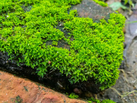 Close up of vivid green moss growing on the old rough brick.の写真素材