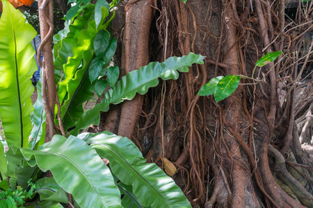 Maidenhair ferns, Adiantum tenerum cv. Farleyense, capillus veneris, raddianum and the big tree with...