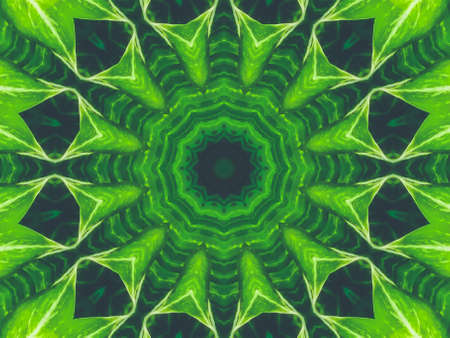 Kaleidoscope of fresh green leaves with dark background in the morning. Blue toned.の写真素材