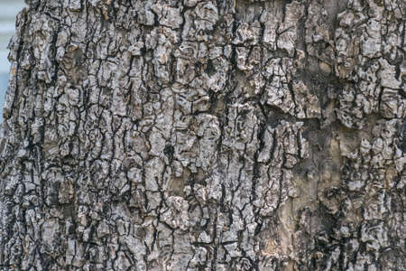 Close up rustic rough old tree bark trunk textureの写真素材