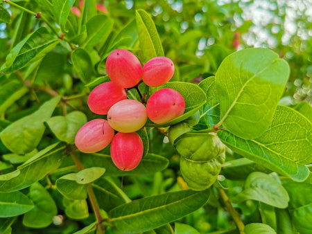 Karanda or Carunda or Christ's thorn or Carissa carandas L. fruits on the tree.