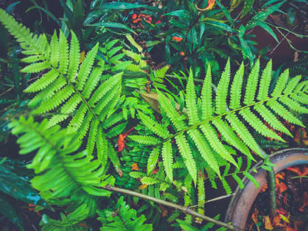 Green leaves of fern. Soft, low contrast and blue toned. Inspirational nature background concept.の写真素材