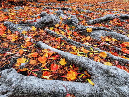 Fallen Flamboyant, The Flame Tree or Royal Poinciana, flowers on the ground with it roots. Selective focus with blurred background.の写真素材