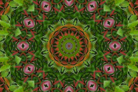 The kaleidoscope of the plant with red leaves isolated on the white cement wall.の写真素材