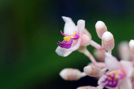 Medinilla magnifica is small evergreen shrub native to the South East Asia where it is usually found growing on trees in tropical forests.の写真素材
