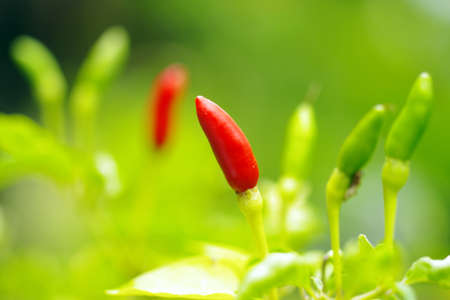 Bird's eye chili, is a chili pepper, a variety from the species Capsicum annuum, commonly found in Ethiopia and across Southeast Asia.の写真素材