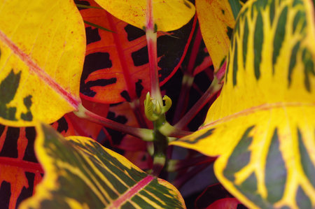 Croton (Codiaeum variegatum) is a popular houseplant with many varieties and devotees with pretty...