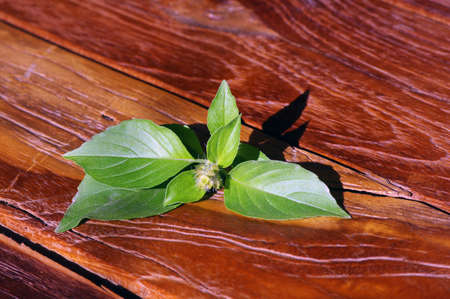 Lemon basil is a hybrid between basil and American basil. This herb, in Indonesia called it Kemangi, is grown primarily in in northeastern Africa and southern Asia, used in cooking.の写真素材