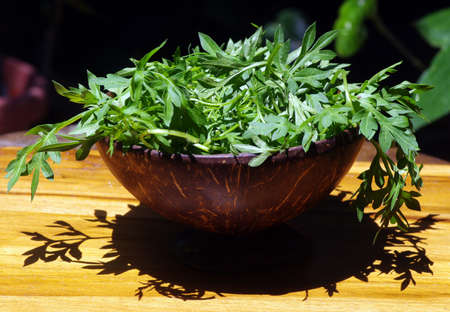 Cosmos caudatus, is widely used as a traditional medicine in Southeast Asia. It has been reported as a rich source of bioactive compounds such as ascorbic acid, quercetin, and chlorogenic acid.の写真素材