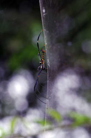 A spider fixes its trap web. Macro photography.の写真素材