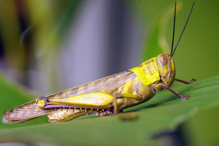 A leaf-eating grasshopper on a hot day. Macro photography.