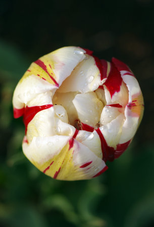 A red-white tulip on green background