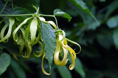A cananga odorata flower, known as the cananga is a tropical tree that is native to India, through parts of Indochina, Malaysia, the Philippines and Indonesia.の写真素材