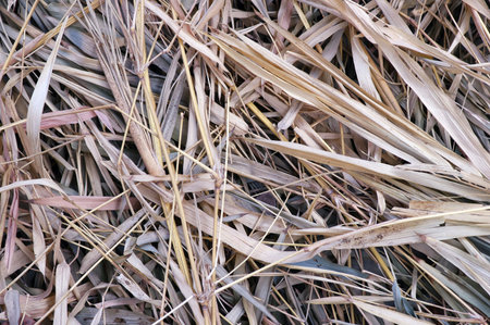 Dry bamboo leaves. Bamboo is a plant found in jungles, in villages and can be used as fuel for...