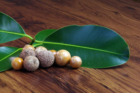 Calophyllum inophyllum seeds and leaves, are a large evergreen plant, commonly called mastwood, beach calophyllum, on wood table.の写真素材