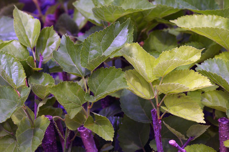 Fresh and green Mulberry leaves in the nursery. Natural background.