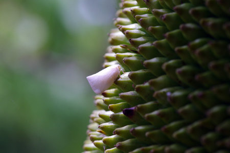 A small white butterfly on the surface of the jackfruit