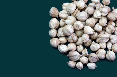 Kapulaga Jawa or Javanese cardamom (Amomum compactum) isolated is a type of cardamom which is used as a spice for dishes and herbal.の写真素材
