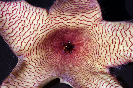 Carrion Flower (Stapelia Gigantea), known globally as African starfish flowers,Â are usually...