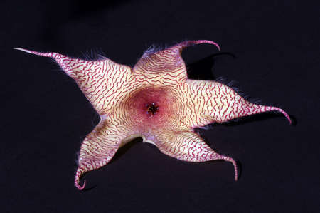 Carrion Flower (Stapelia Gigantea), known globally as African starfish flowers,Â are usually characterised by their foul-smelling flowers reminiscent of the odor of rotting meat. Macro photography.の写真素材