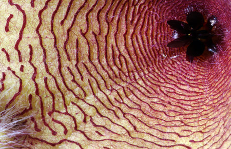 Carrion Flower (Stapelia Gigantea), known globally as African starfish flowers,Â are usually...