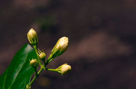 Jasmine flower buds on blurred background, selected focus.