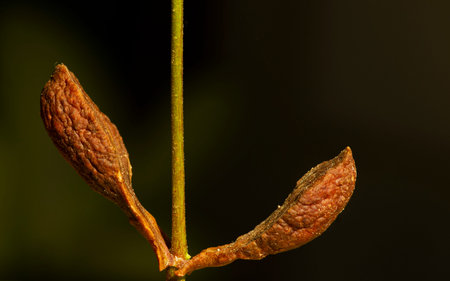 Apple rose plant seedling with dark background