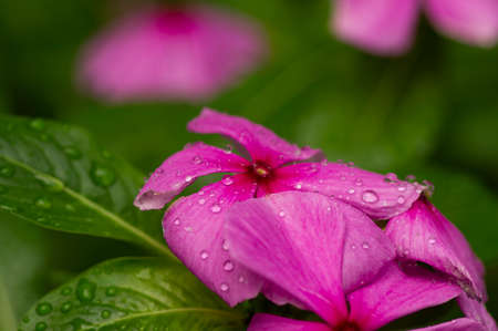 Catharanthus roseus flower, shallow focus, commonly known as the Madagascar periwinkle or Rose periwinkle or rosy periwinkle.の写真素材