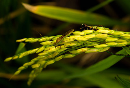Walang sangit (Leptocorisa oratorius)  is a major rice pest which feeds on the sap of stems and...