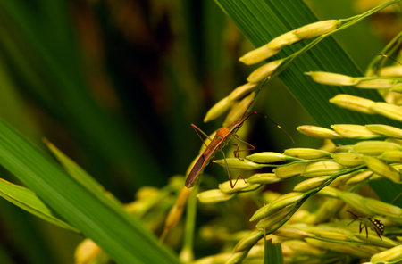 Walang sangit (Leptocorisa oratorius)  is a major rice pest which feeds on the sap of stems and...