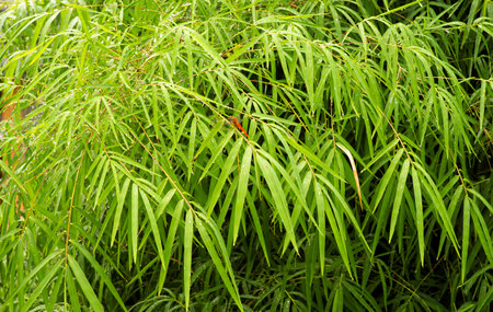 Bamboo leaves and a red dragonfly in rainy days.の写真素材